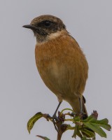 /album/madarak/ciganycsuk-jpg/