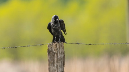 Csóka (Corvus monedula) - Karon csóka