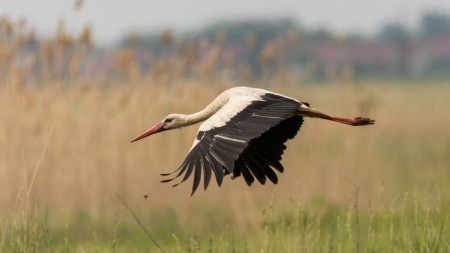 Fehér gólya (Ciconia ciconia) - Kecses