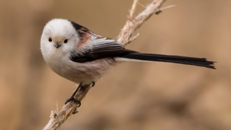 Őszapó (Aegithalos) - Csapatokban vonuló kis hógolyó 
