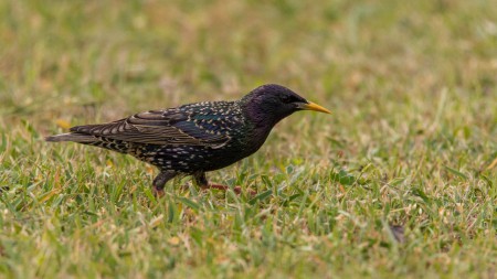 Seregély (Sturnus vulgaris) - Torpedó